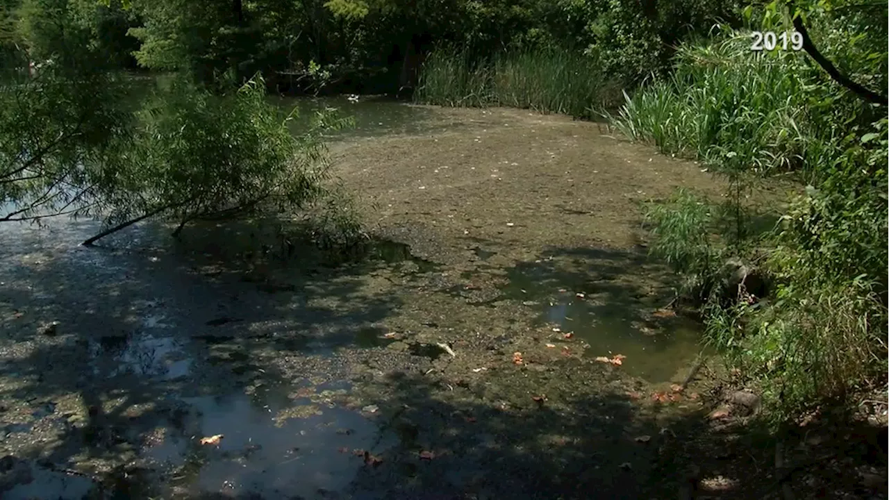 Attempts to reduce algae growth on Lady Bird Lake yield mixed results