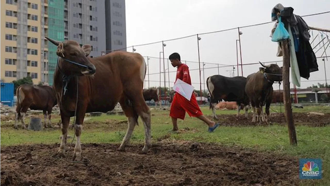 Niat dan Tata Cara Menyembelih Hewan Qurban Idul Adha