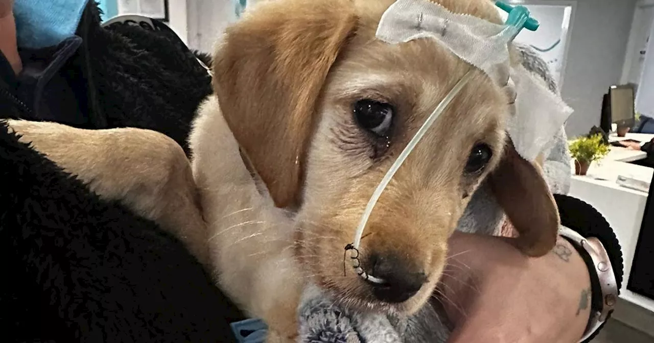 Labrador puppy dies as family issue stark warning over illicit breeders