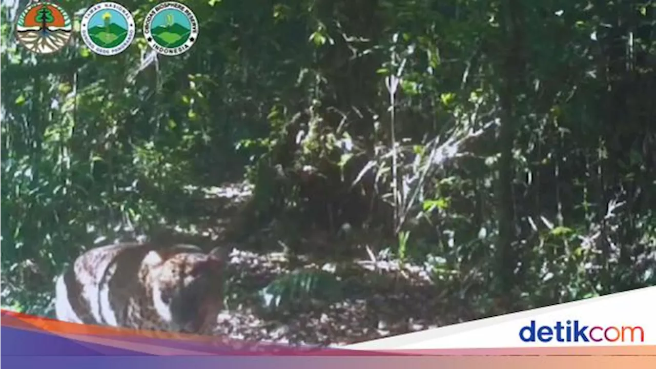 Macan Tutul & Macan Kumbang Terekam Kamera Gunung Gede-Pangrango, Ini Perbedaannya