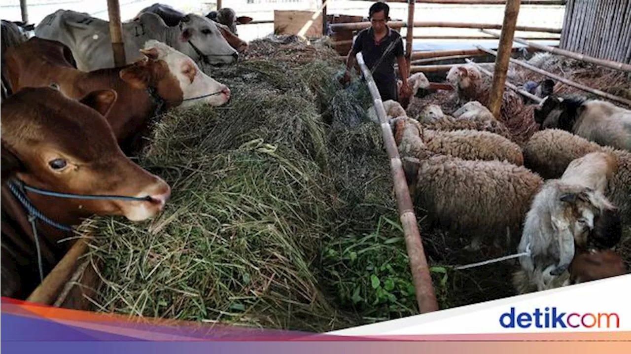 Mana yang Lebih Utama, Kurban Sapi atau Kambing?