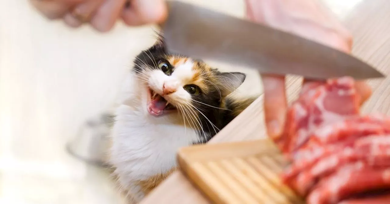 My Pet World: Cat’s early morning yowling for food is difficult for pet parents