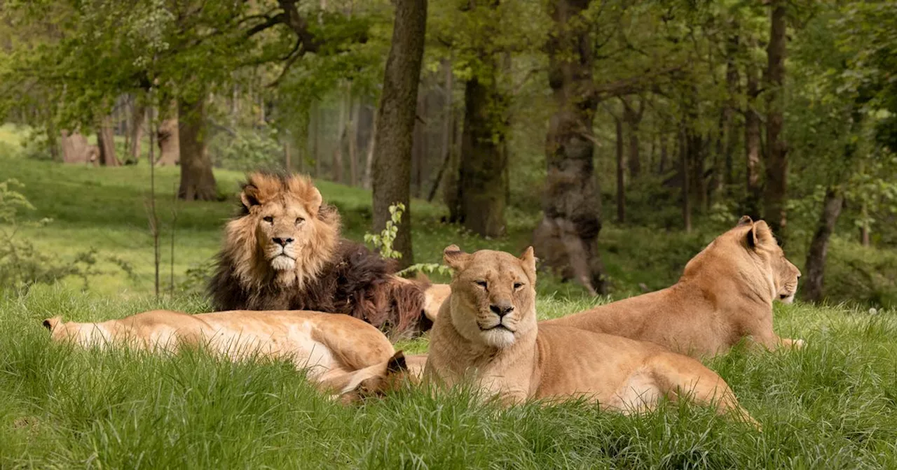 Adults can go free to Knowsley Safari Park but there's a catch