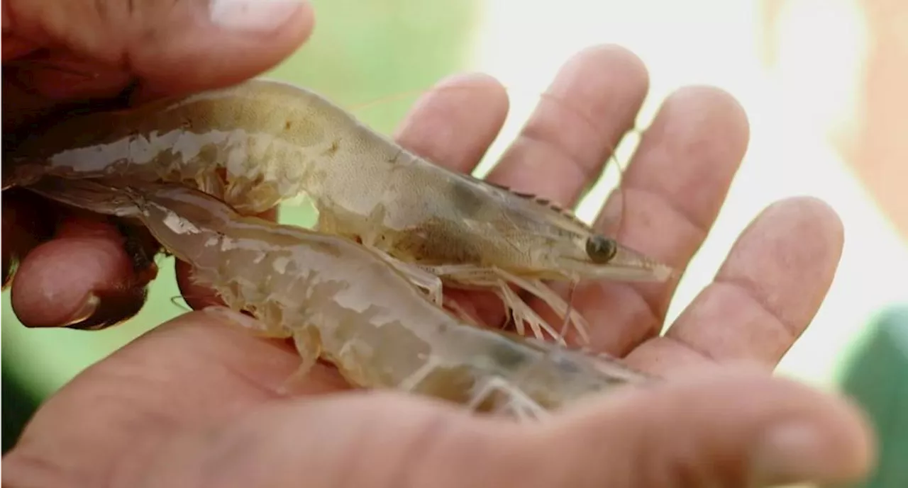 Tamaulipas aplica mano dura a pescadores que violen veda de camarón