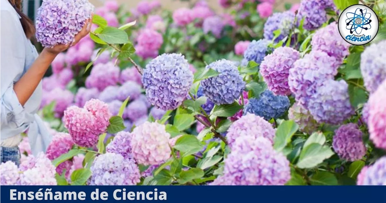 Cómo cultivar una planta de hortensia en casa, con poco espacio y sin gastar dinero