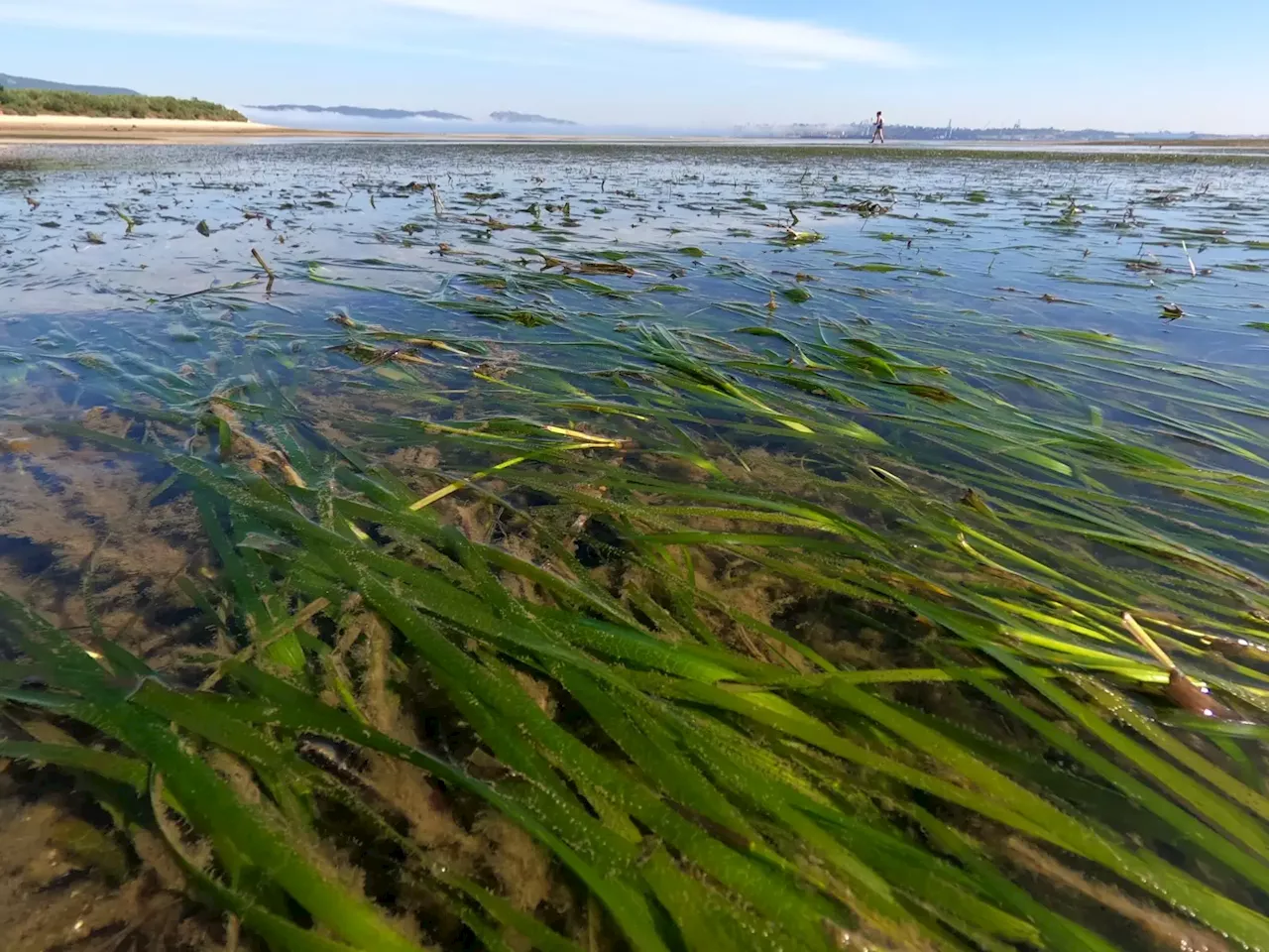 Conservação das pradarias marinhas do Sado vence prémio europeu 'Rede Natura 2000'