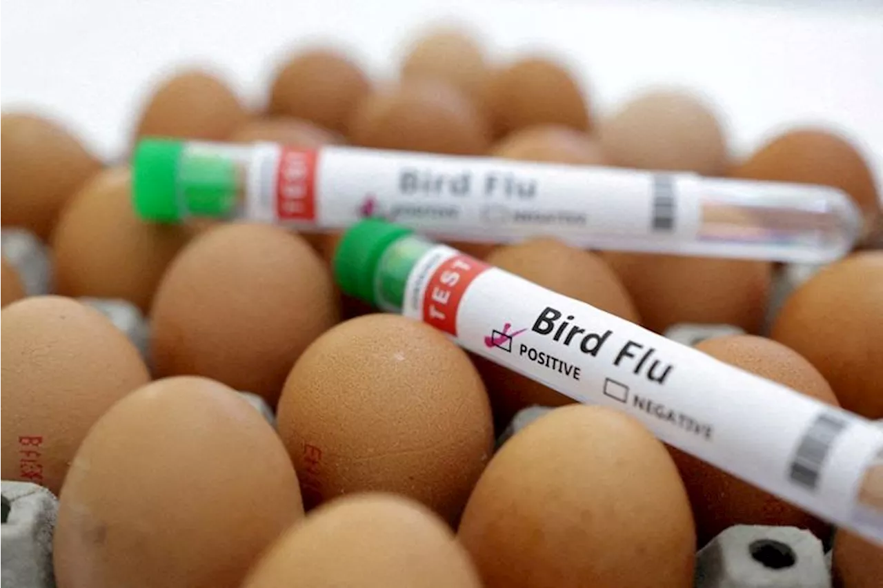 Bird flu infects third US dairy worker