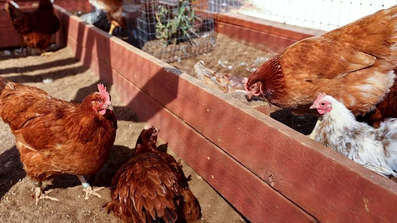 Bird Flu Can Be Transmitted from Cows to Humans, Prevent it with Vaccination