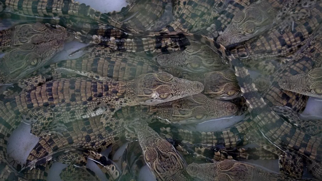 Buaya Muara dari Riau Diselundupkan ke Thailand