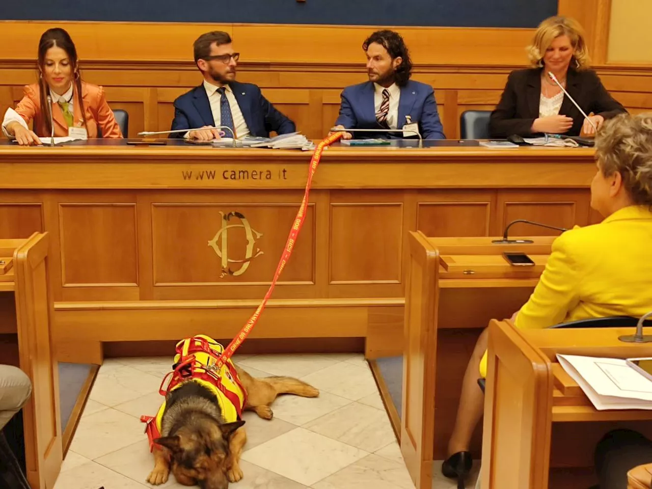 Marley, il cane supereroe della Protezione civile