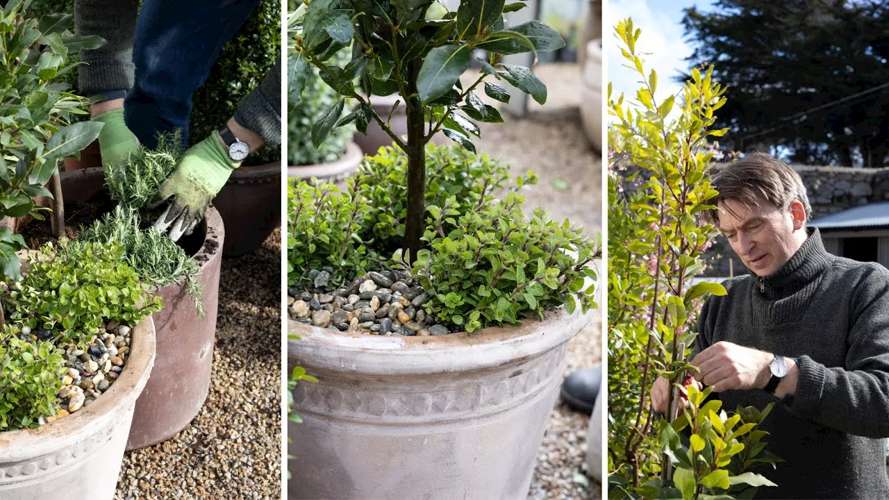 Patio planting: how to create a handy herb pot