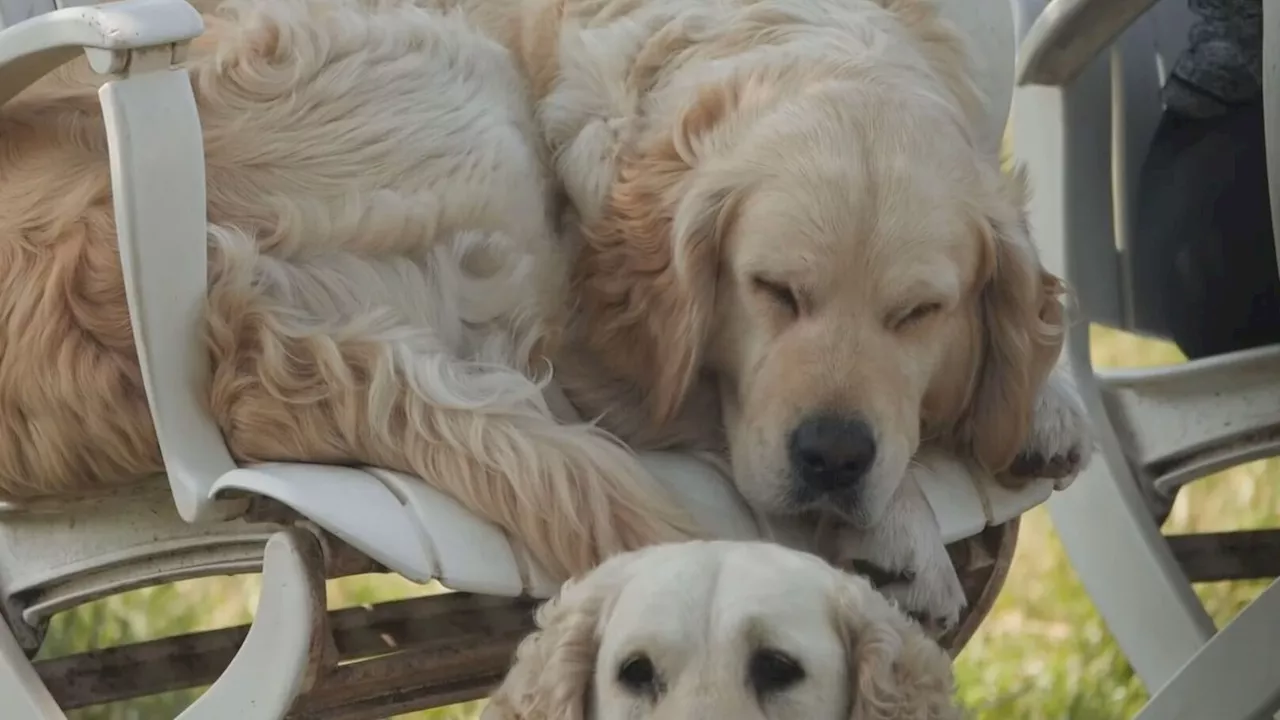 Animal welfare concerns see Somerset Golden Retriever Experience shut down