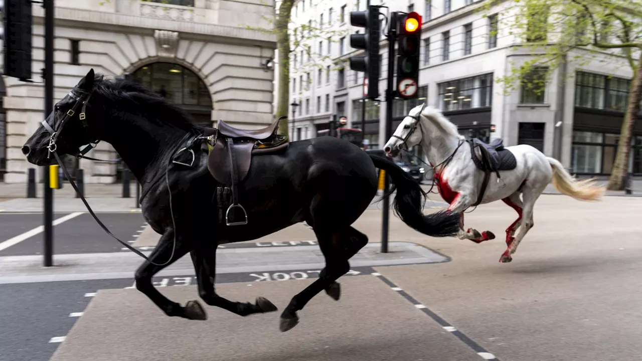 Two military horses that bolted through London ‘in full-time vet care’