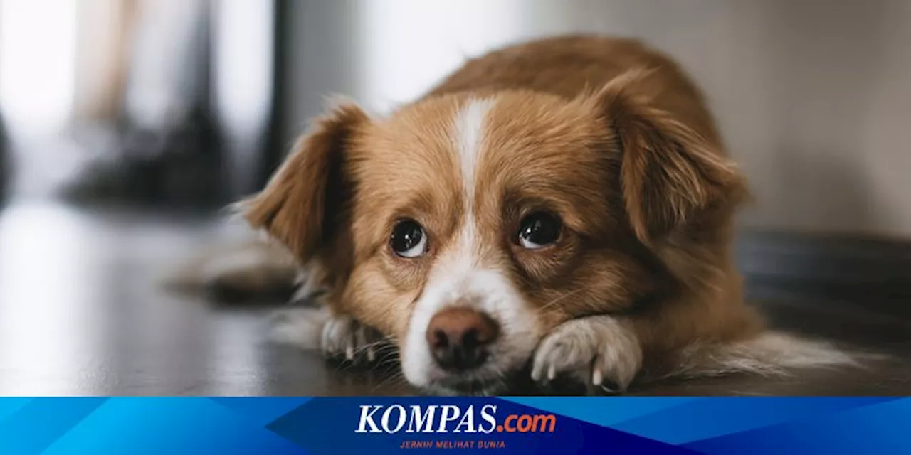 Perilaku Puppy Eyes Tidak Hanya Ditemukan pada Anjing Peliharaan