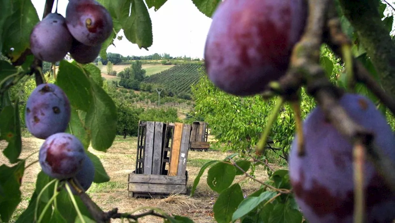 Accident mortel dans une exploitation fruitière : l’agriculteur poursuivi pour homicide involontaire