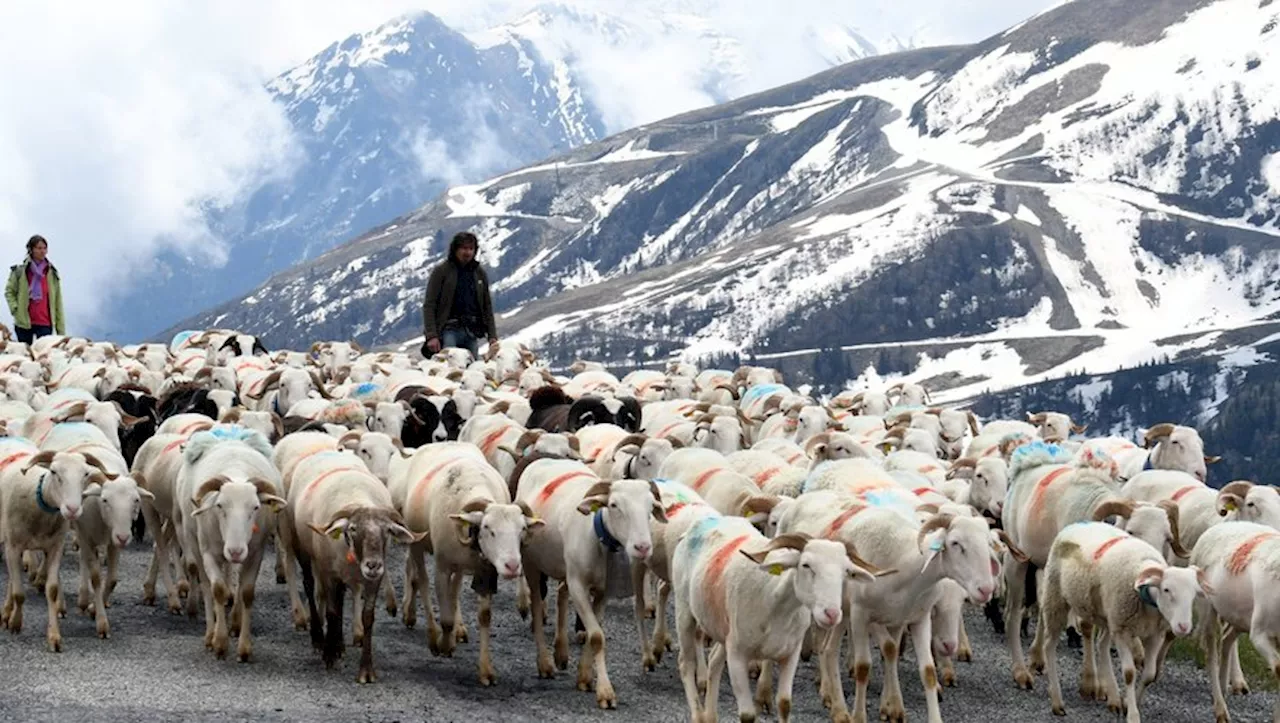 Nistos, Soulan, Lac d’Estaing : la transhumance fait son grand retour dans les Hautes-Pyrénées