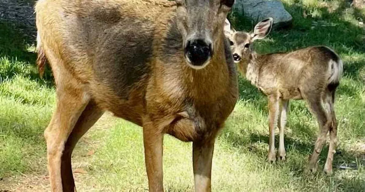 Mule Deer: Catalina Island’s Mule Deer Spared From Aerial Sharpshooters ...