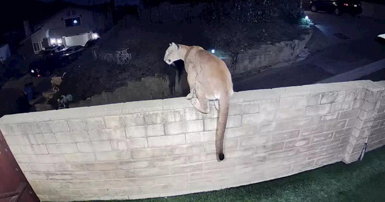 You're early: Cougar leaps into backyard near future site of Annenberg Wildlife Crossing