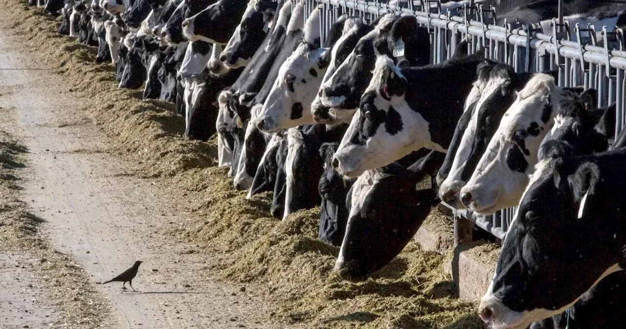 Michigan informa de que otra persona que trabajaba con vacas contrajo gripe aviar