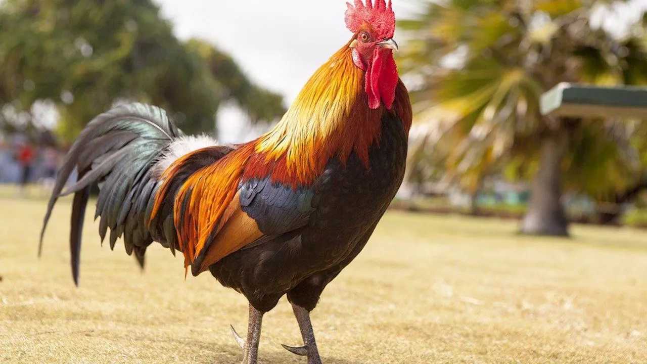 Berkurban dengan Ayam? Ini Ragam Pendapat Ulama tentang Hukumnya