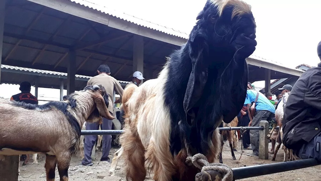 Pemkab Mojokerto Serahkan 166 Ekor Kambing Etawa kepada 8 Poktan