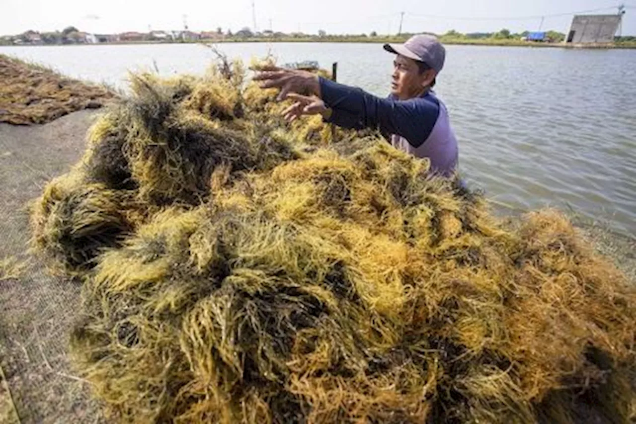 Potensi Nilai Tambah Rumput Laut