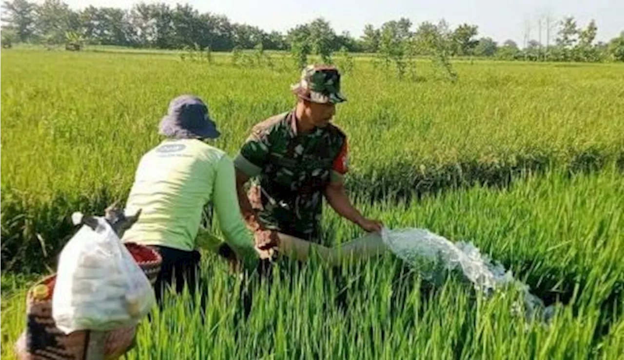 Terdampak Kekeringan, Petani Blora Berupaya Selamatkan Tanaman Padi