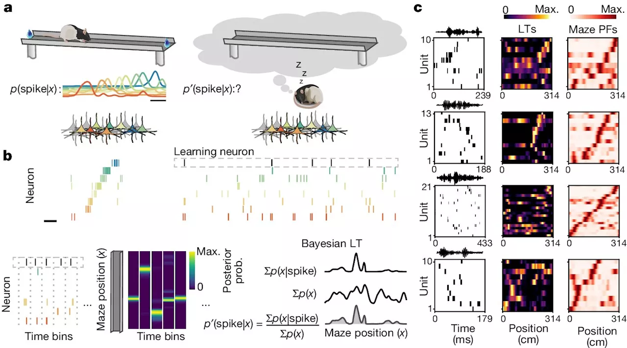 In the brain at rest, study indicates neurons rehearse future experience