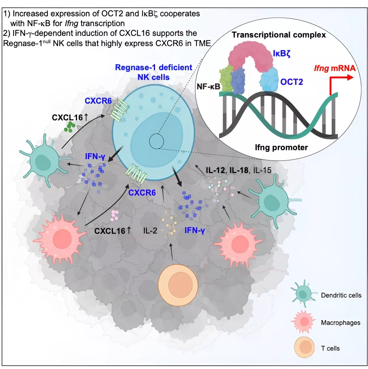Pulling out the stops: Deletion of regnase-1 promotes anti-tumor activity in NK cells
