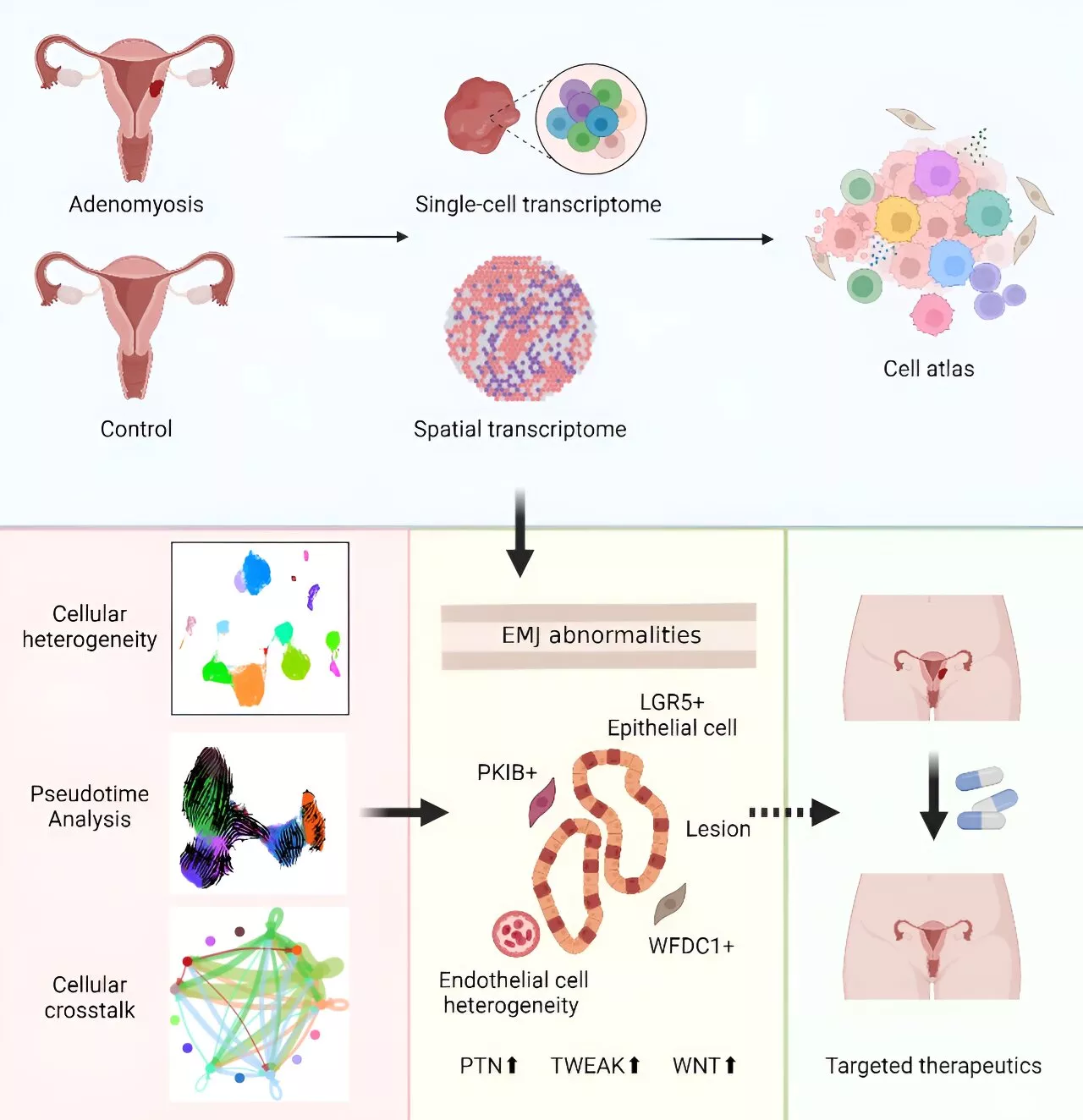 Researchers create comprehensive transcriptional atlas of human adenomyosis