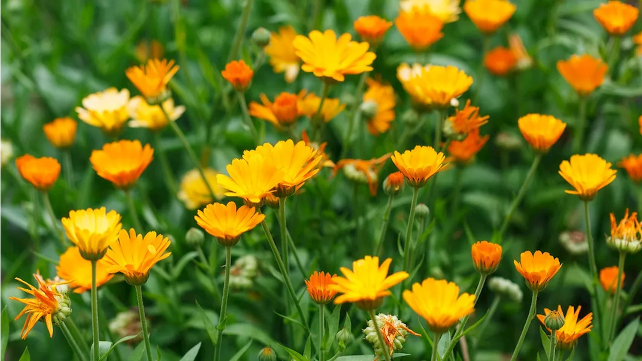 Ringelblume aussäen: Vielseitige Garten- und Heilpflanze