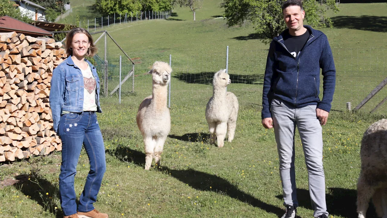 Ein flauschiges Erlebnis: zu Gast bei den „Schneebergland Alpakas“