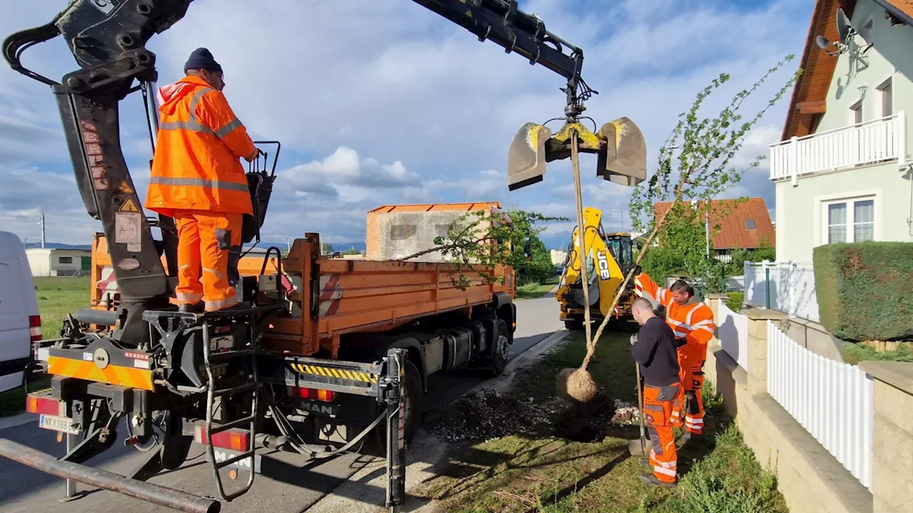 Neunkirchen prescht mit Baumpflanzoffensive nach vor