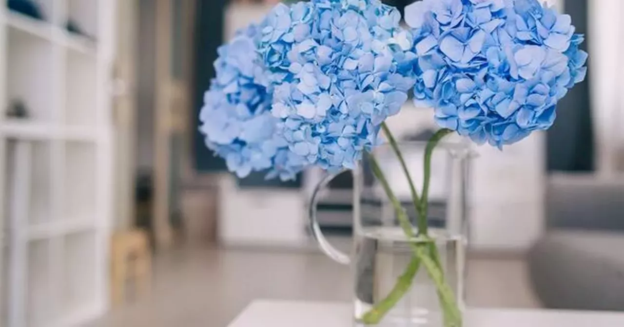 Gardening expert shares simple method to make hydrangeas bloom abundantly