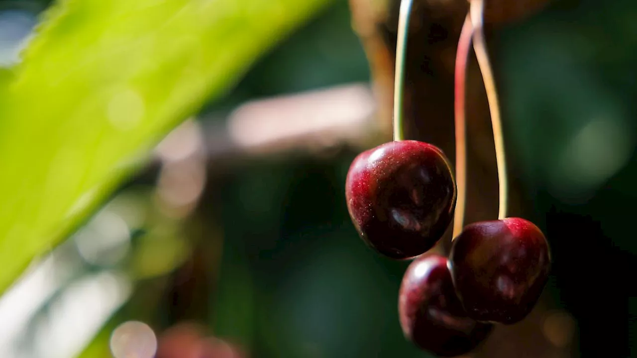 Thüringen: Obstbauern: Erhebliche Ausfälle bei Kirschernte