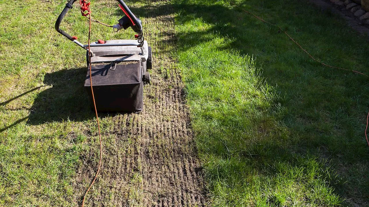 Zeit für eine Verjüngung: Rasen vertikutieren - ein Muss für jeden üppigen, grünen Garten