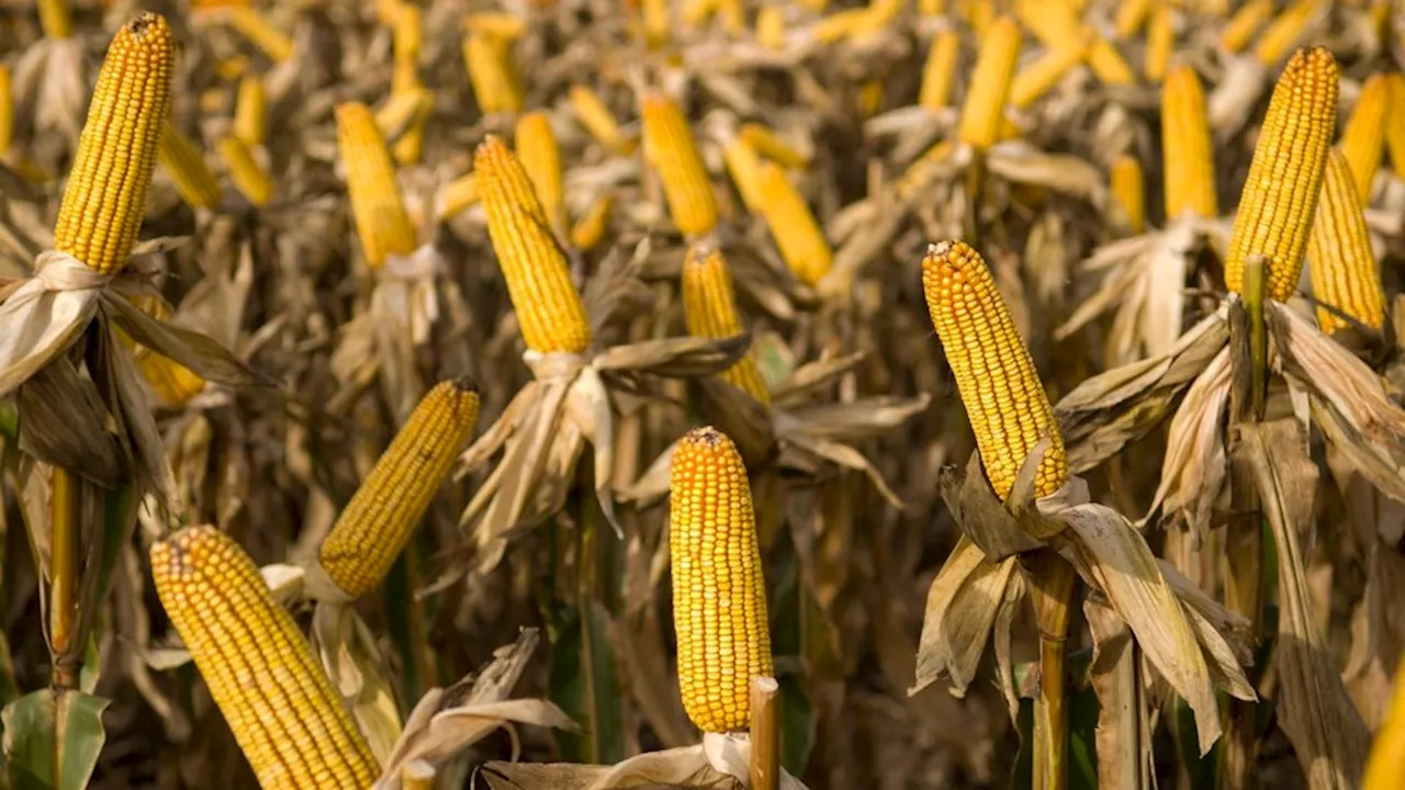 Los productores agropecuarios apoyan a Milei pese a que pierden