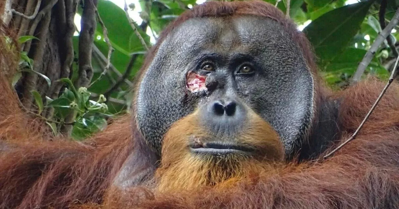 Scientists Photograph Orangutan Treating Wound With Medicinal Plant in World-First Observation