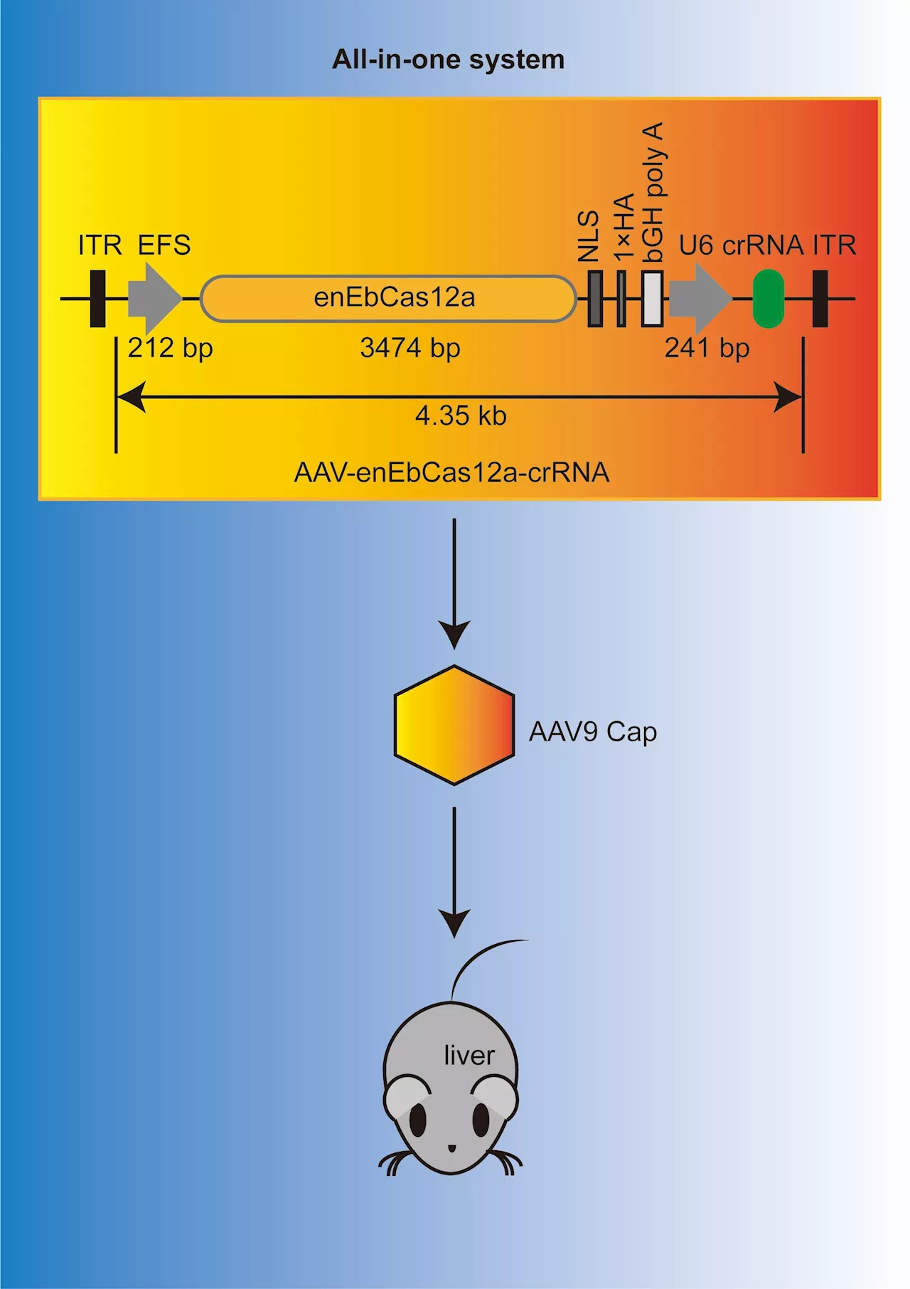 New modified CRISPR protein can fit inside virus used for gene therapy