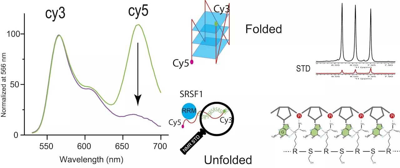 Researchers uncover protein SRSF1's uncommon ability to bind and unfold RNA G-quadruplexes