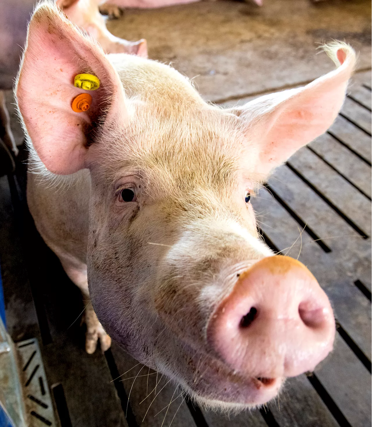 Study shows slow-growth diet before breeding offers better long-range health in pigs