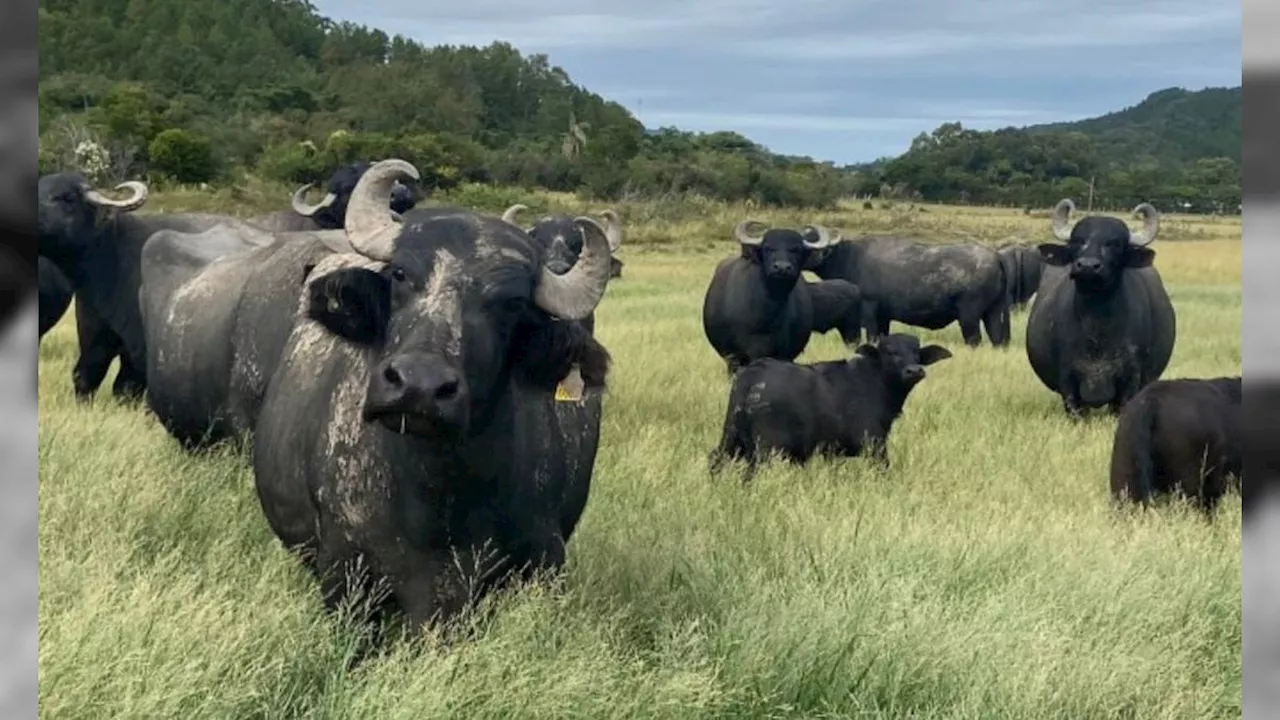 Cerca de 280 búfalos podem ter se perdido após enchentes no Rio Grande do Sul