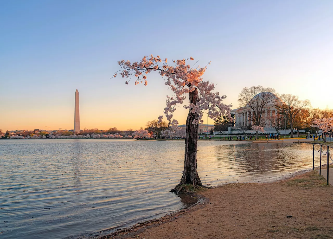 Photos of Stumpy: Remembering the beloved, tenacious cherry tree