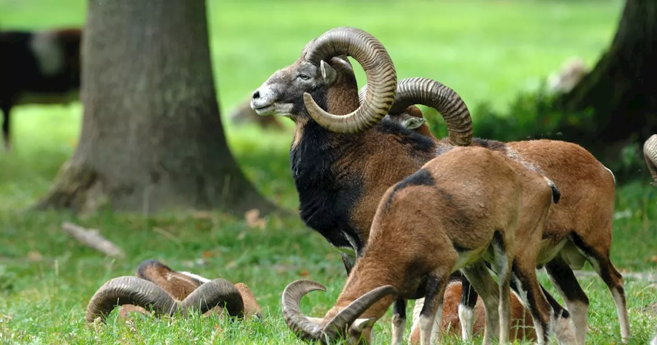 Niederlande: Wölfe rotten Wildschafe in Schutzgebieten aus​