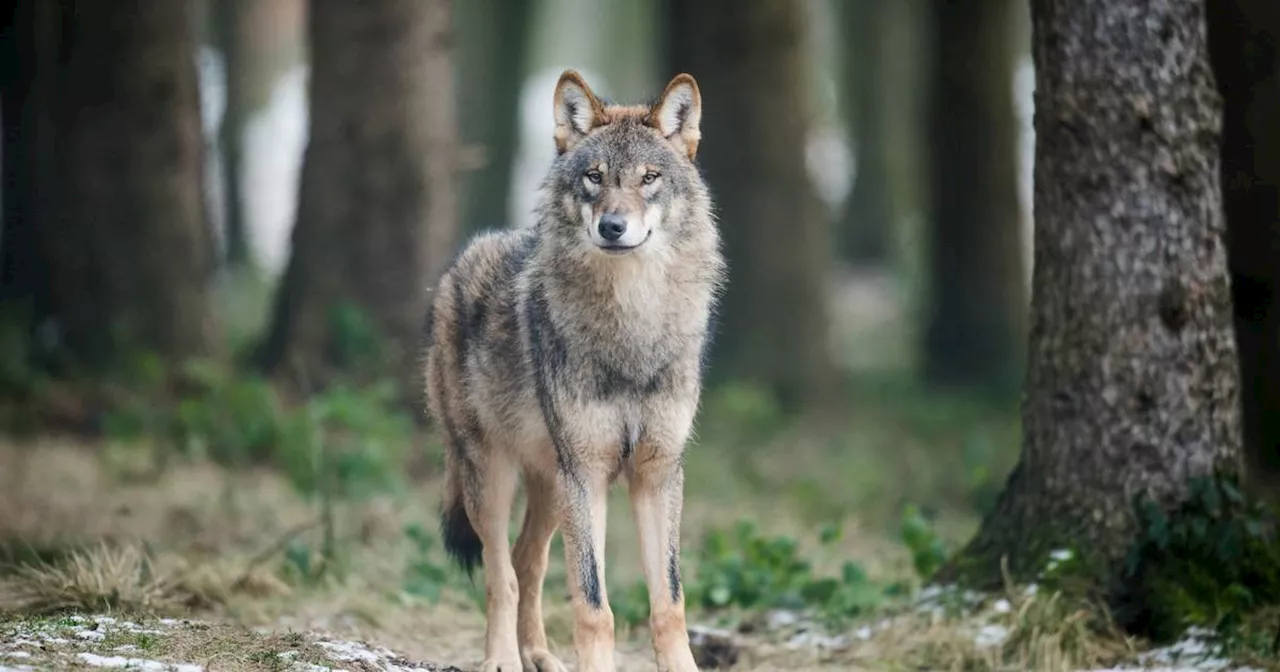 Wolf: Was tun, bei einer Begegnung? Verhaltenstipps