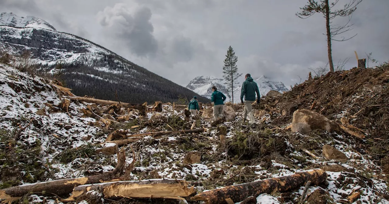 Logging in Canada’s most famous national park to save it from wildfires