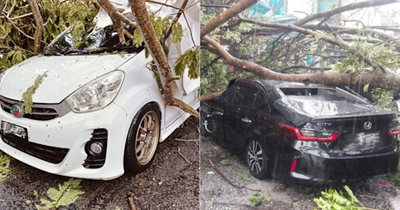 As Trees Fall Left And Right, Can I Claim Insurance If One Falls & Damages My Car?