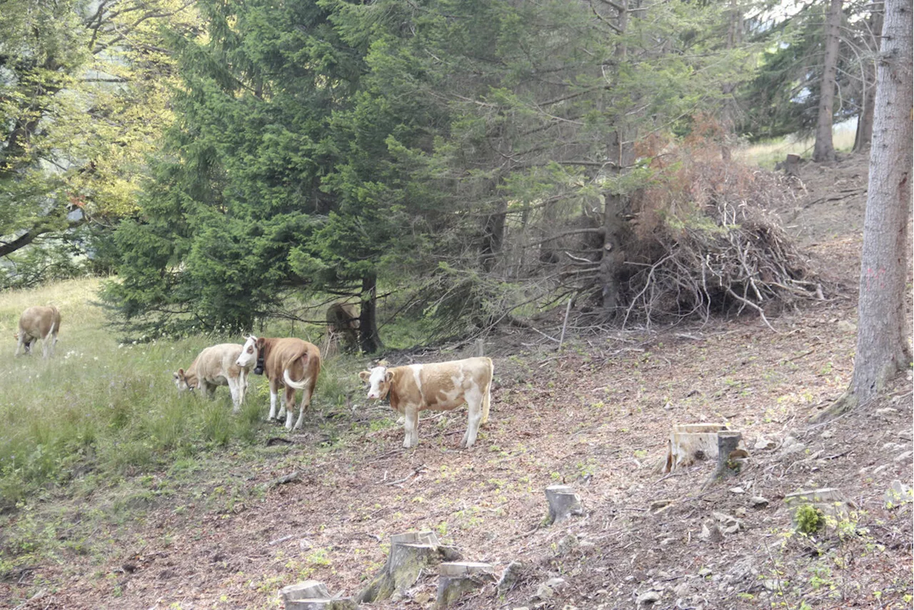 Wenn Vieh im Wald weidet