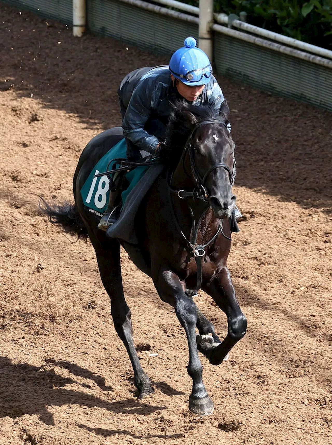 【京都新馬戦】カムイカル初陣星へ万全！福永師期待「母似のスピードタイプ」