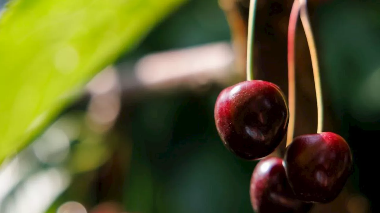 Agrar: Obstbauern: Erhebliche Ausfälle bei Kirschernte